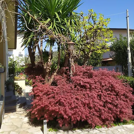 L'acero *